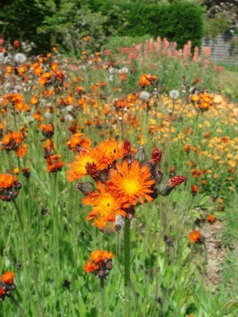 Hieracium aurantiacum fleur (2)